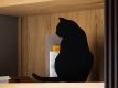 Ombres de Chats